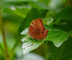 Abisara bifasciata suffusa