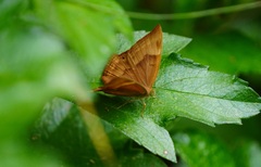 Abisara bifasciata suffusa