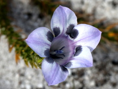 Roella maculata