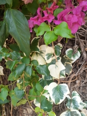 Bougainvillea