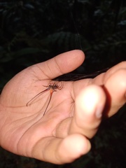Macracantha arcuata