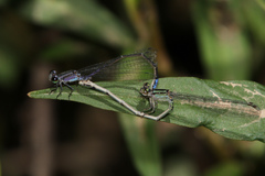 Enallagma novaehispaniae