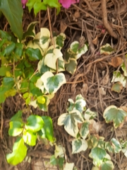 Bougainvillea
