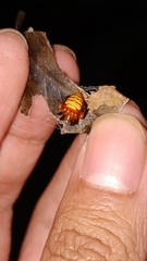 Acusilas malaccensis