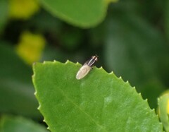 Poecilohetaerus aquilus