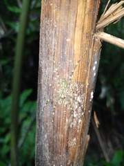 Pandercetes