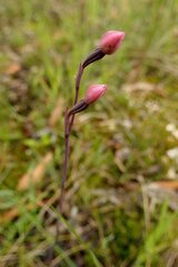 Thelymitra rubra
