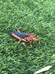 Phymateus morbillosus