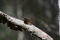Heteronympha merope