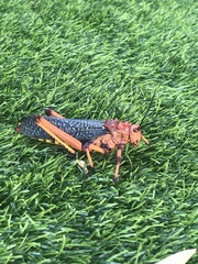 Phymateus morbillosus