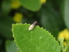 Poecilohetaerus aquilus
