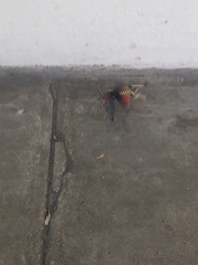 Phymateus morbillosus