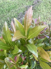 Elaeocarpus obovatus