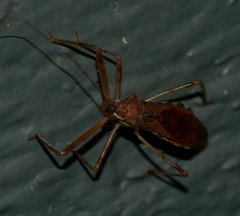 Rocconota annulicornis