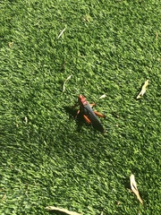 Phymateus morbillosus