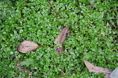 Callitriche stagnalis