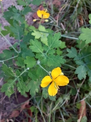 Chelidonium