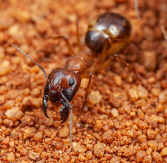 Camponotus belligerus