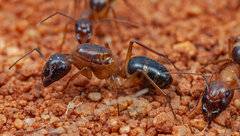 Camponotus belligerus