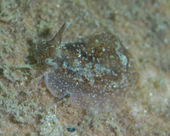 Pleurobranchaea maculata