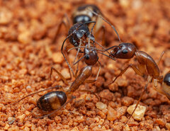 Camponotus belligerus