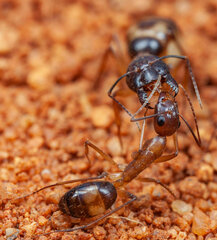Camponotus belligerus