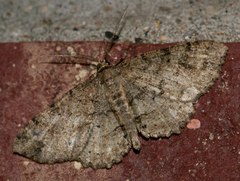 Melanolophia