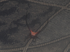 Macracantha arcuata