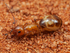 Camponotus belligerus