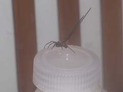Macracantha arcuata