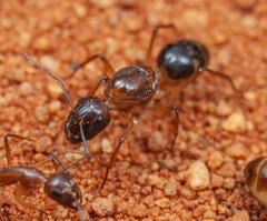 Camponotus belligerus