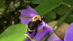 Bombus steindachneri