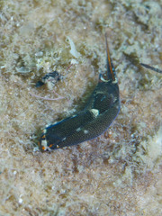 Biuve fulvipunctata
