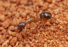 Camponotus belligerus