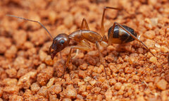 Camponotus belligerus