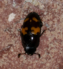 Glischrochilus fasciatus