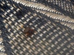 Gasteracanthinae