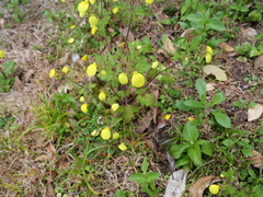 Calceolaria tripartita