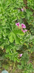 Pelargonium panduriforme