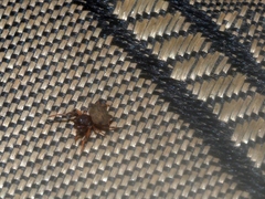 Gasteracanthinae
