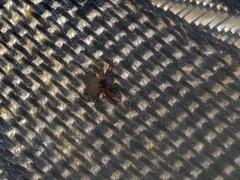 Gasteracanthinae