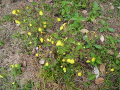 Calceolaria tripartita