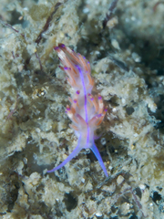 Unidentia