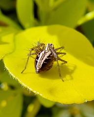 Oxyopes gracilipes