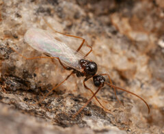 Ocymyrmex robustior