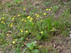 Calceolaria tripartita