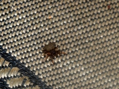 Gasteracanthinae