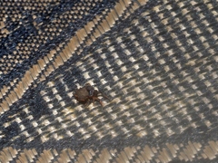 Gasteracanthinae