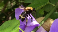 Bombus steindachneri