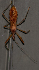 Rocconota annulicornis